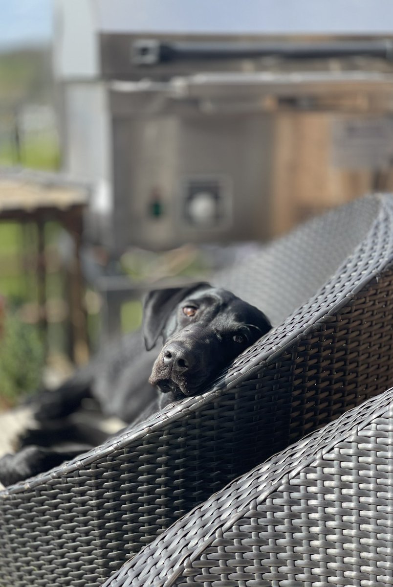 Chef Wooly (@chef_wooly) on Twitter photo 