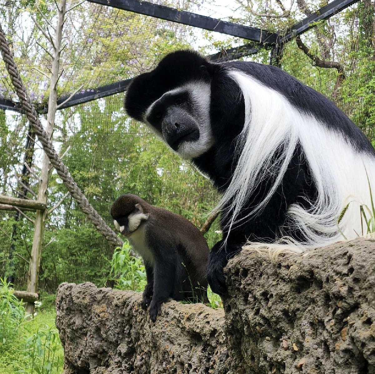 Jackson_Zoo's tweet photo. #SchmidtsGuenon Pogo &amp; #BlackAndWhiteColobus Juba have been roommates for years. Wild “cousin” species of #OldWorldMonkeys do it, too, sharing territory, food sources, &amp; looking out for danger. 📸 JZKeeper Krystal ~ Tix for this week &amp; #ZooDay Apr 30 at https://t.co/V0SK0tS6Q9! https://t.co/DX0v8LUVGo