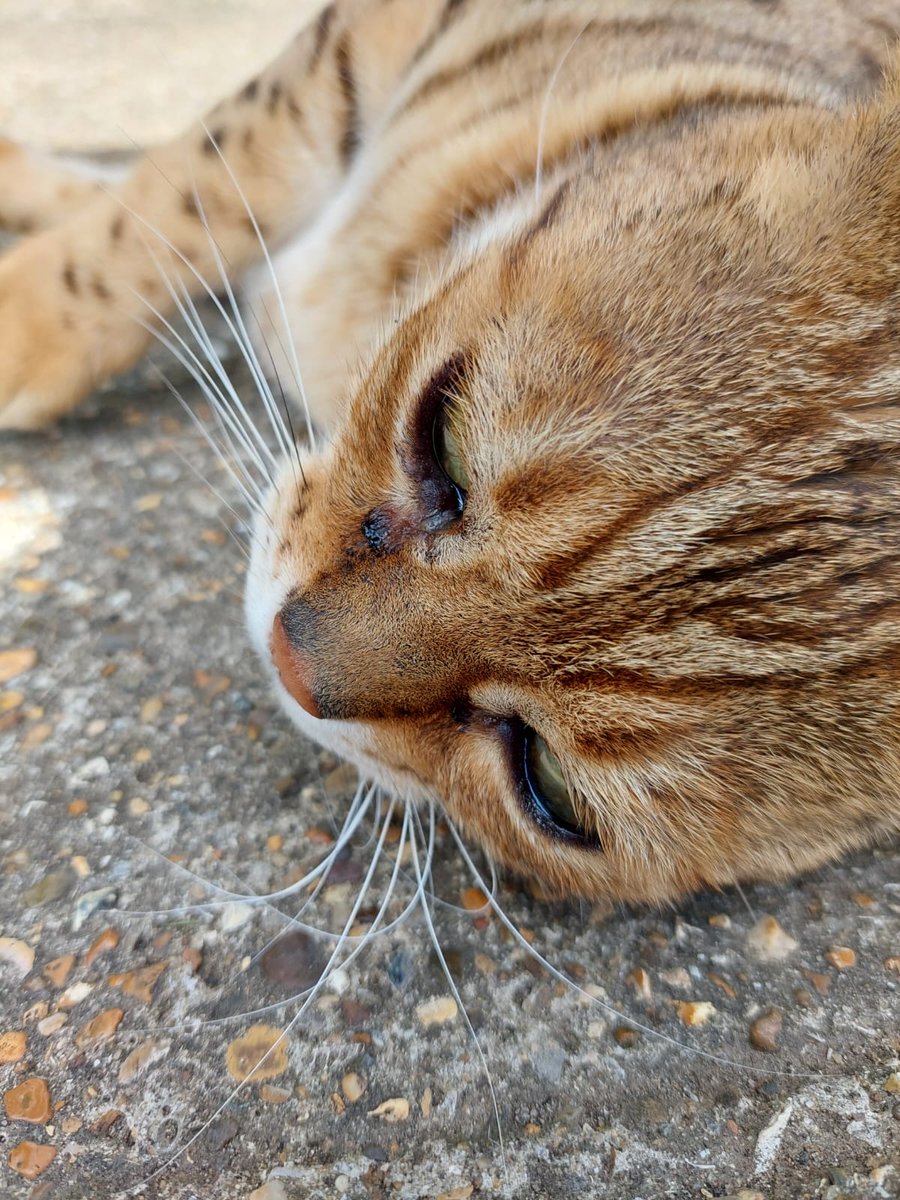 justme_tracey's tweet photo. Look how friendly this cat was #Stunning #FriendlyCat #BeautifulBengali #SoCute https://t.co/DtLK5NURNw