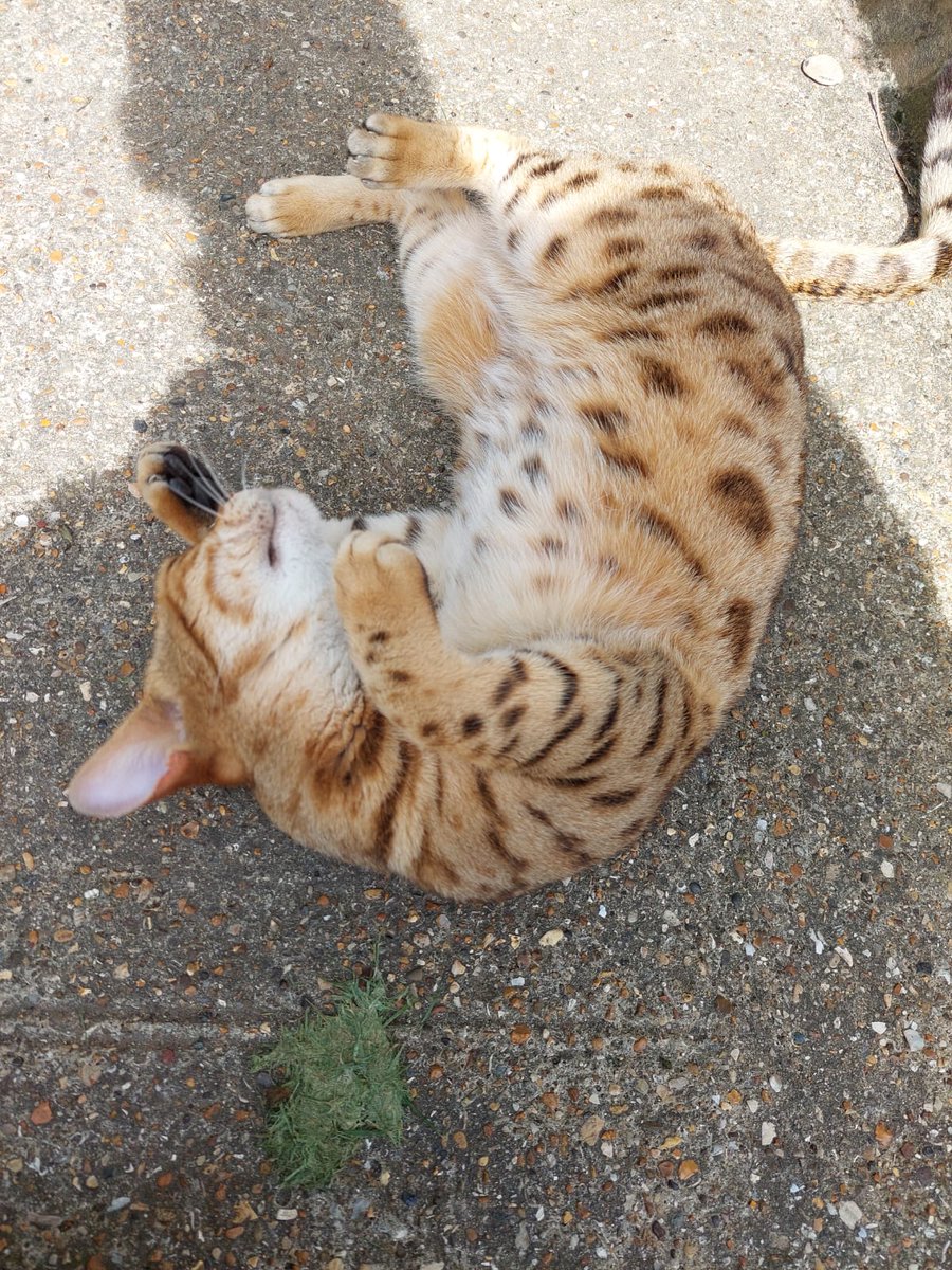 justme_tracey's tweet photo. Look how friendly this cat was #Stunning #FriendlyCat #BeautifulBengali #SoCute https://t.co/DtLK5NURNw