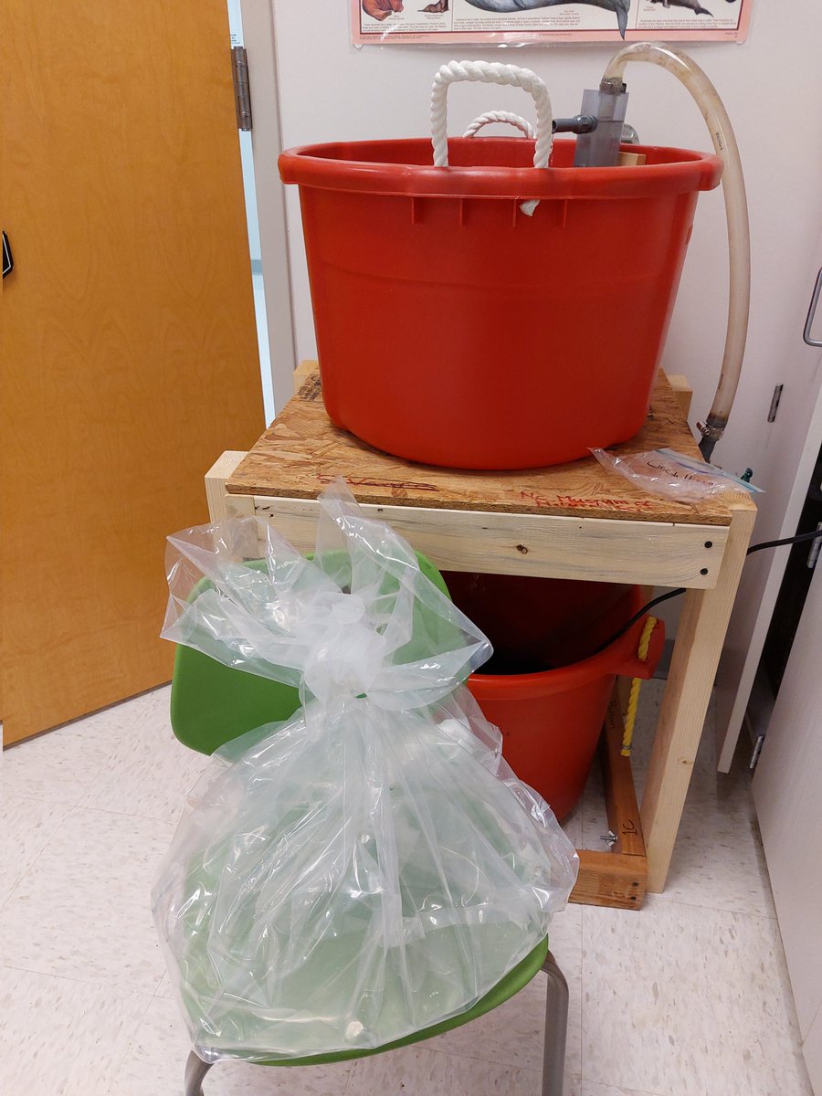 LJWood_LHECMES's tweet photo. It's Shad egg arrival day @LHECMES with @msjacksonenviro. There should be about 960 eggs!🥚We can't wait to hatch our fish fry🐟 and release them on Friday into the Neuse River @naturalsciences @LHES_PTA #shadintheclassroom https://t.co/fdy9kkVxs6