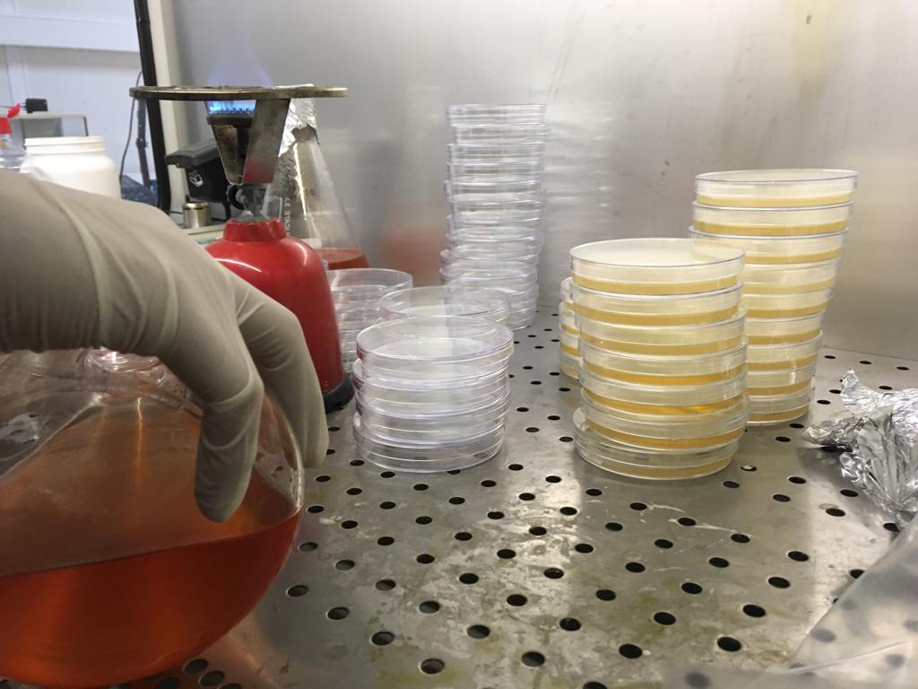 Currently at the Agricultural University of Athens - working on the isolation of bacteria from the #Frankia #nodules of #alder (#Alnus) trees in the permafrost region of Mohe, Northeast China.