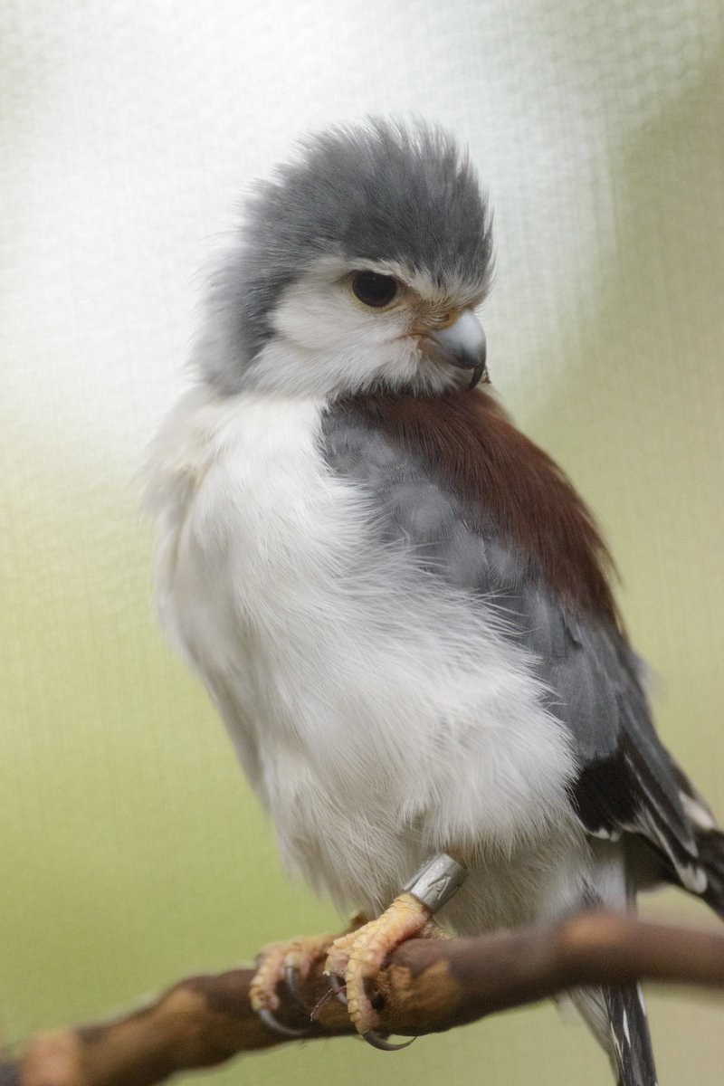 zoonewengland tweet picture