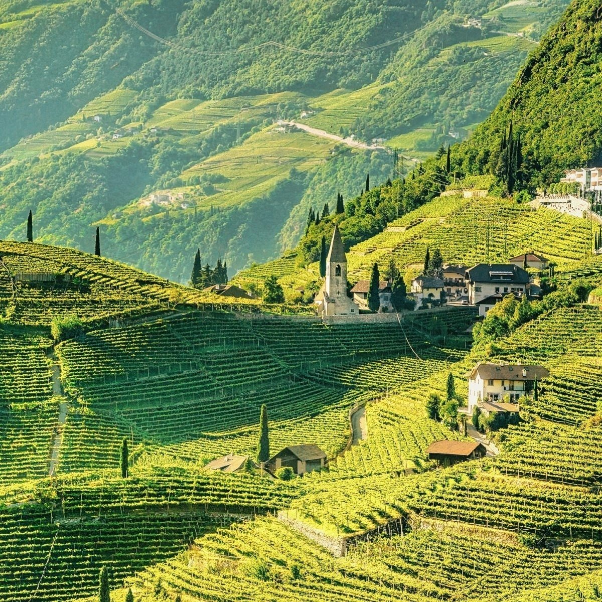throneandvine's tweet photo. It is said that "Venice swims on water, but #Bolzano swims on wine." 🍷 One look at the vine-drenched hills tumbling into the city and it's easy to believe. #SoLush 🍇😍 #SouthTyrol #AltoAdigeWines https://t.co/yx8SM3bnMn