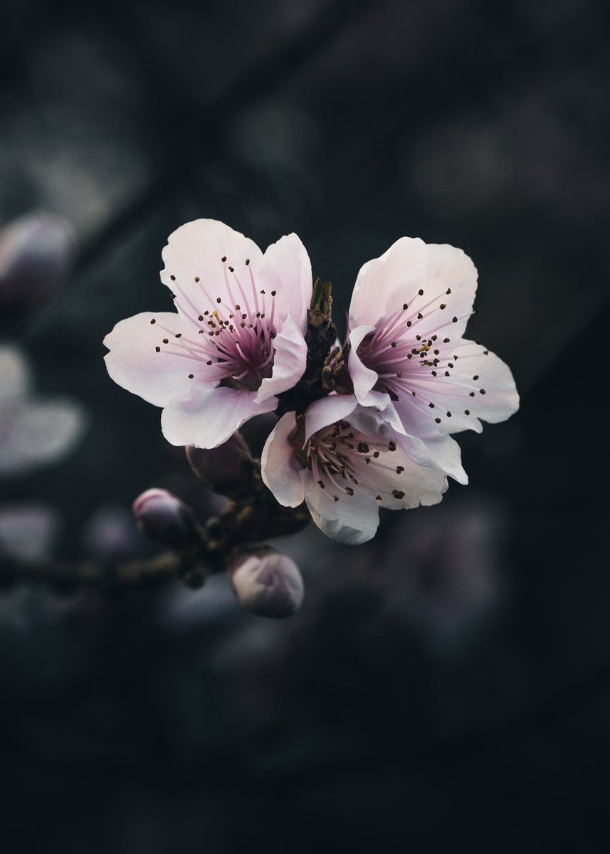 A photo I took in my backyard