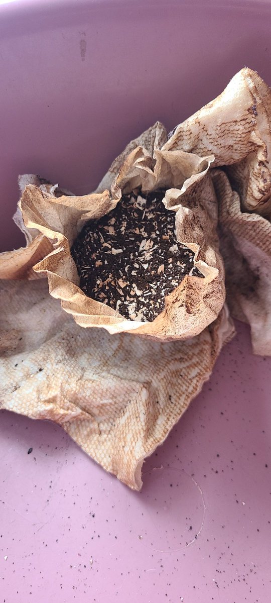 MMIIVVV's tweet photo. Easter egg shells and morning coffee grounds, and paper filter, make great seed bombs, for all your gorilla gardening needs. Go out and spread love ❤️ 

#GoGrowYourFuture https://t.co/dUPv8ZxslN