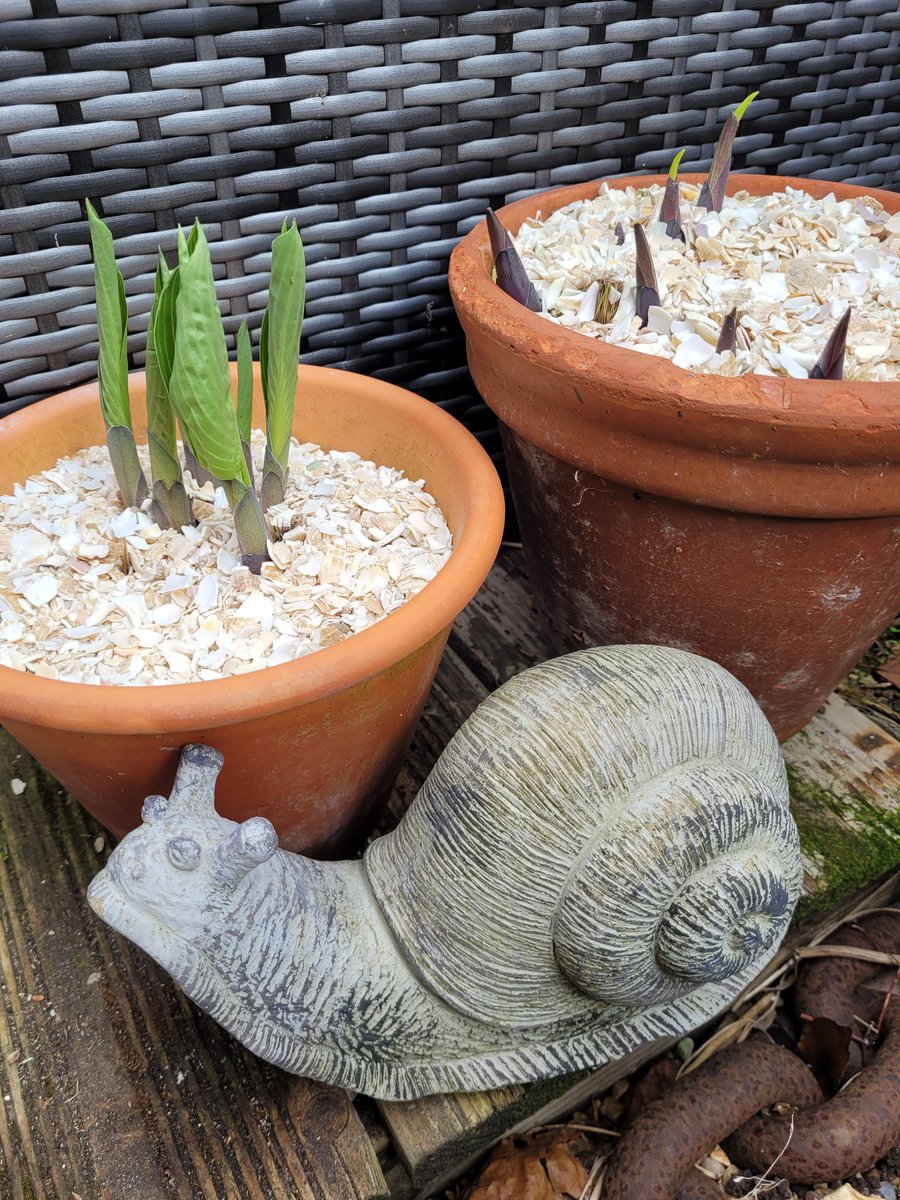 darrenlakin2's tweet image. Topped the emerging hostas with more of the crushed whelk shells I was kindly gifted by @ShellEarth to help the battle against slugs &amp;amp; snails, though might have trouble guarding against this one !