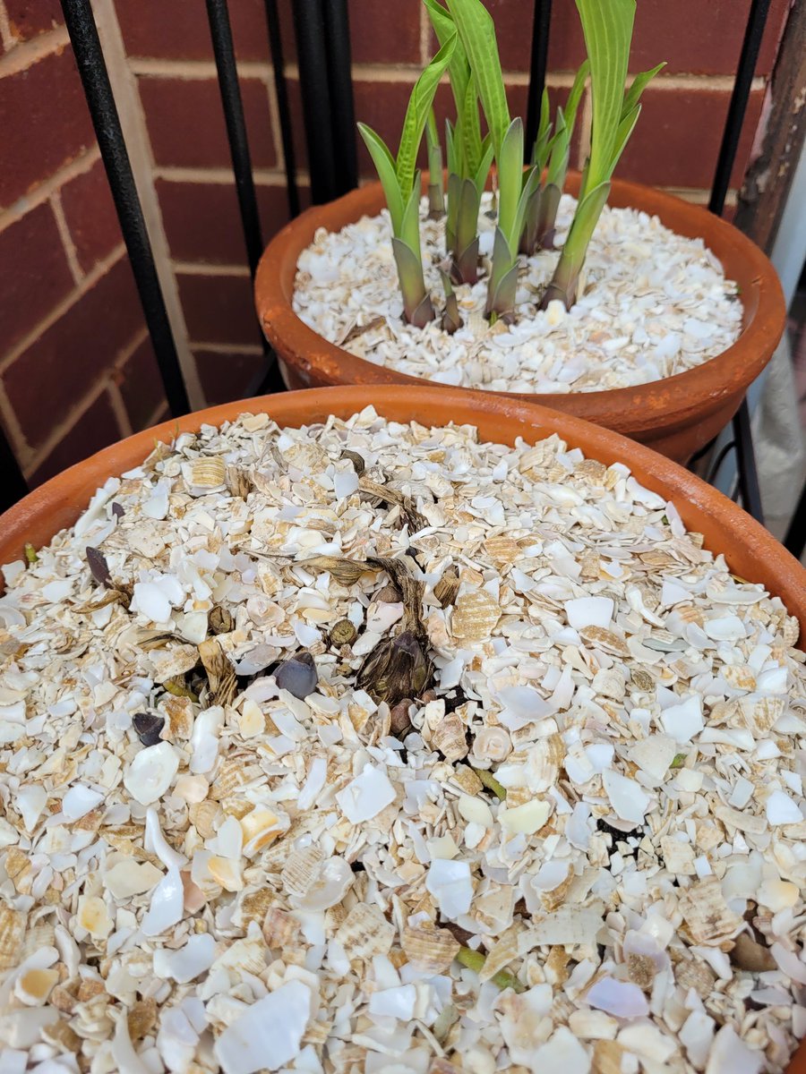 darrenlakin2's tweet image. Topped the emerging hostas with more of the crushed whelk shells I was kindly gifted by @ShellEarth to help the battle against slugs &amp;amp; snails, though might have trouble guarding against this one !