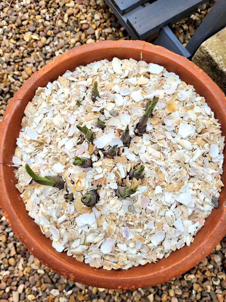 darrenlakin2's tweet image. Topped the emerging hostas with more of the crushed whelk shells I was kindly gifted by @ShellEarth to help the battle against slugs &amp;amp; snails, though might have trouble guarding against this one !