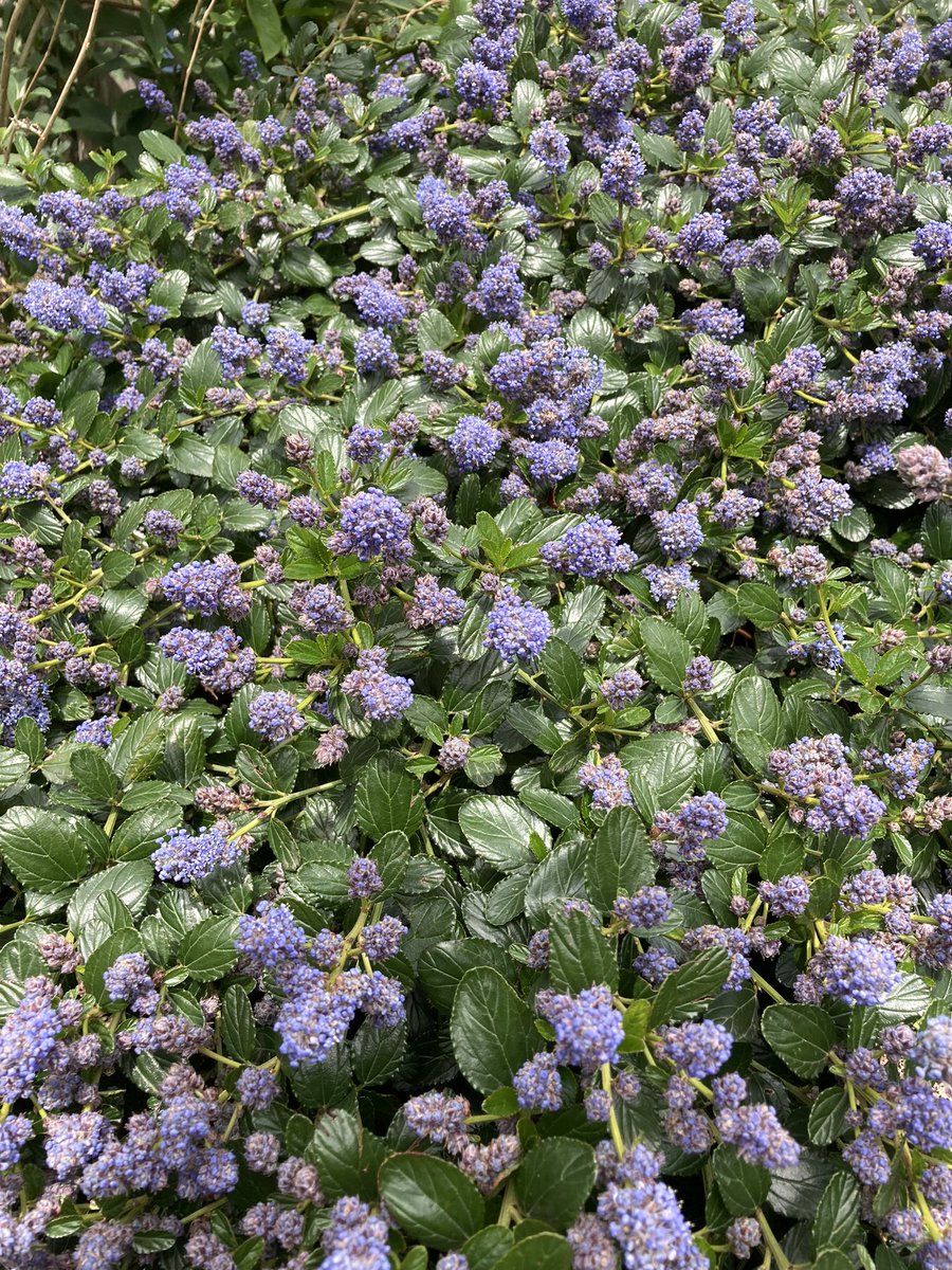 toncommgarden's tweet photo. A spot of litter picking at the gardens today and we are officially in bloom this Easter Bank Holiday 🌸🐝 #BlossomWatch #spring https://t.co/3B6pgMlrto