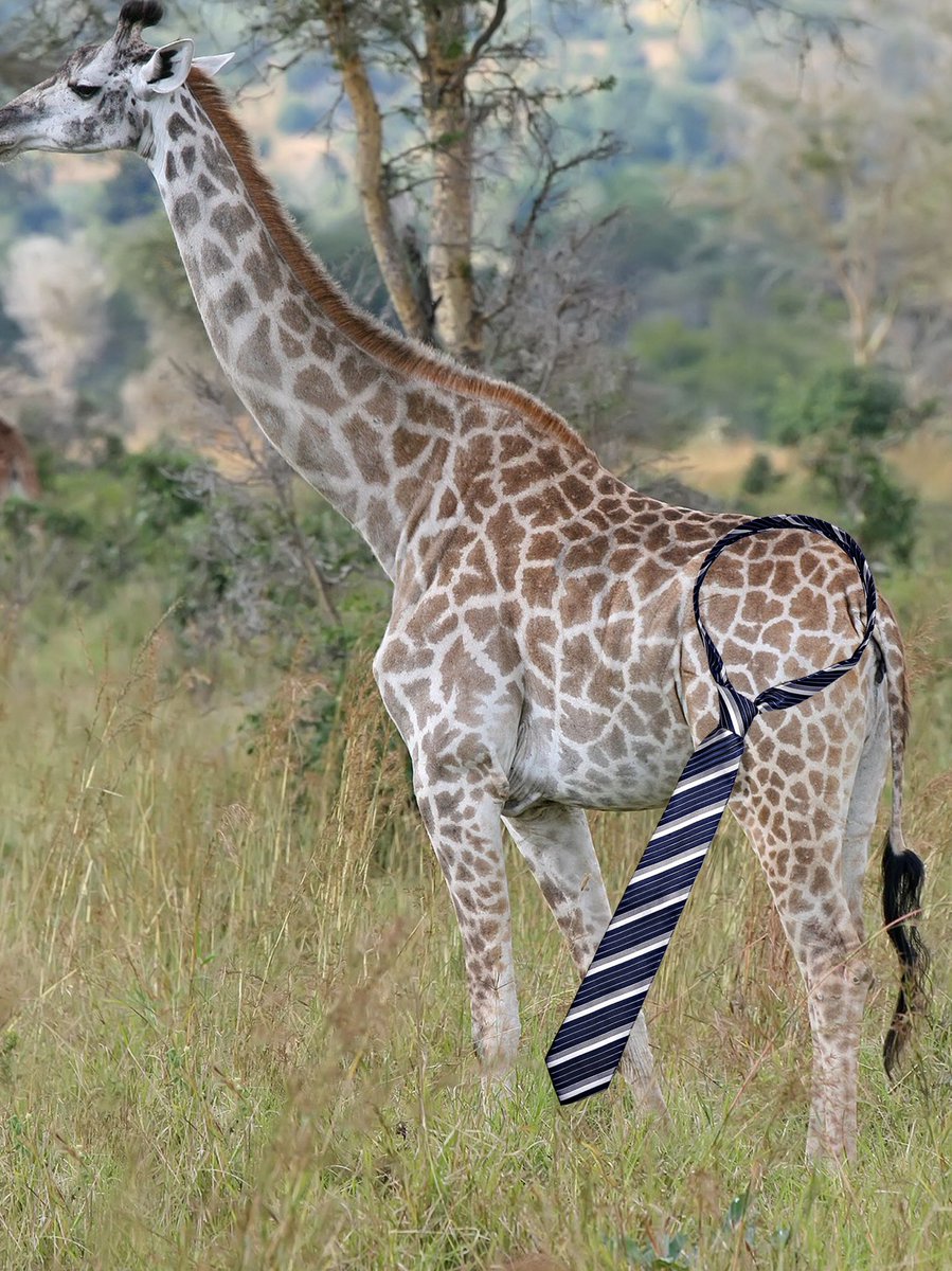 GNecking's tweet photo. @krod1982 Your misconception was that they wear it around their neck.  It’s ok. It’s a common mistake. Here is a giraffe in the wild wearing a tie. https://t.co/Ydr2983eCA