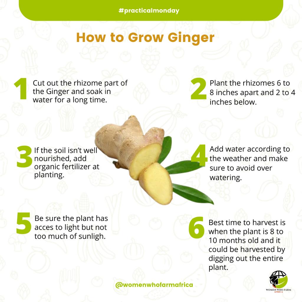 #practicalmonday Ginger helps in the treatment of ailments like hypertension, arthritis and many others. It also helps to reduce muscle pain and soreness. You want to learn how to grow ginger? Check the flyer! #ginger #womenwhofarmafrica #women #agriculture