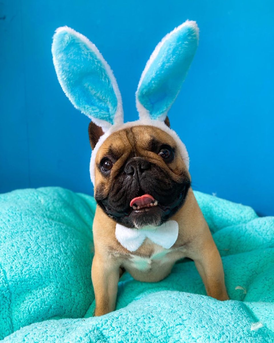 Happy Easter Everyone 🥰🥰🥰
 #dog #frenchieface #frenchiefun  #frenchbulldogs #dogandbaby #frenchbulldog  #frenchie #doge