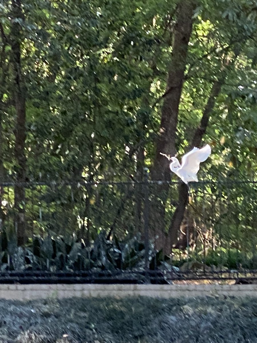 Egret nesting on my morning walk.