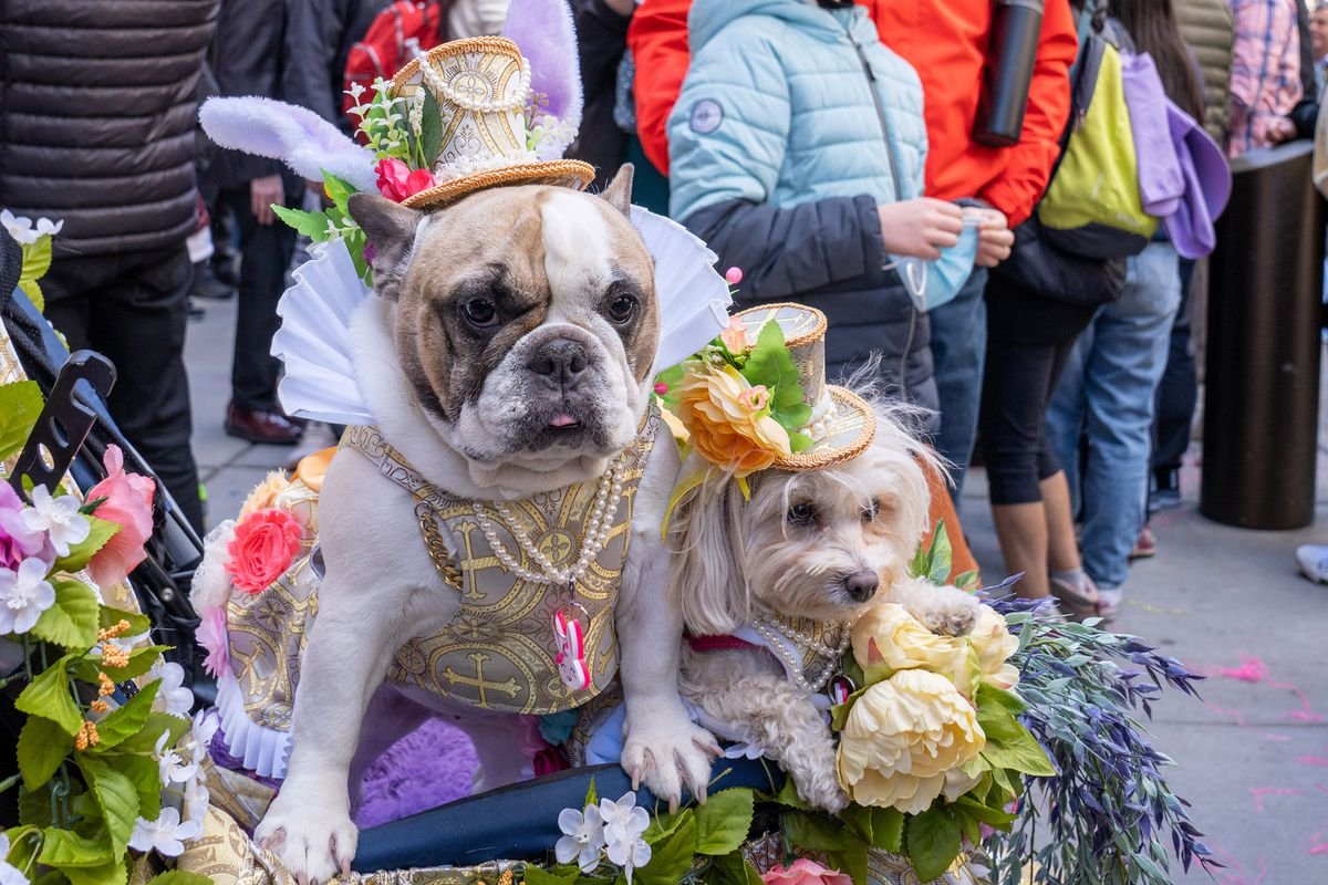 NYDailyNews's tweet photo. PHOTOS: Missed it?! See photos of the festive NYC Easter Parade and Easter Bonnet Festival on 5th Ave. #Easter 
https://t.co/fkILsP8rUc https://t.co/Rs1T2ji9In