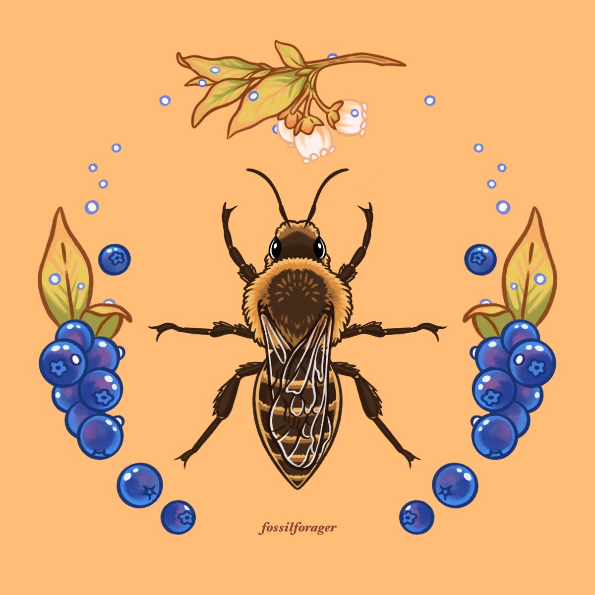 no humans orange background simple background bug food antennae fruit  illustration images