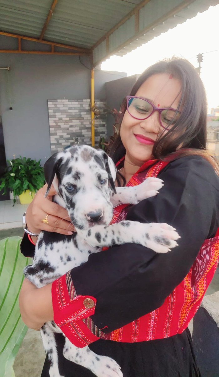 LizalinP's tweet photo. With my ❤ Myara. See her blue eyes 💙💙
#Myara #petlovers #danes #danelove https://t.co/MQ2tJZa389