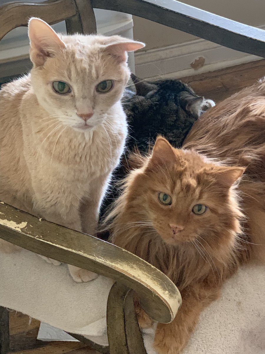 Tobey and Nana, with Andy in the background, on Easter Sunday ready for their morning treats! 🐈🐾🥰 #Easter2022 #kitty #CatsLover #holidays #CatsOfTwitter #AdoptDontShop #feline #pets