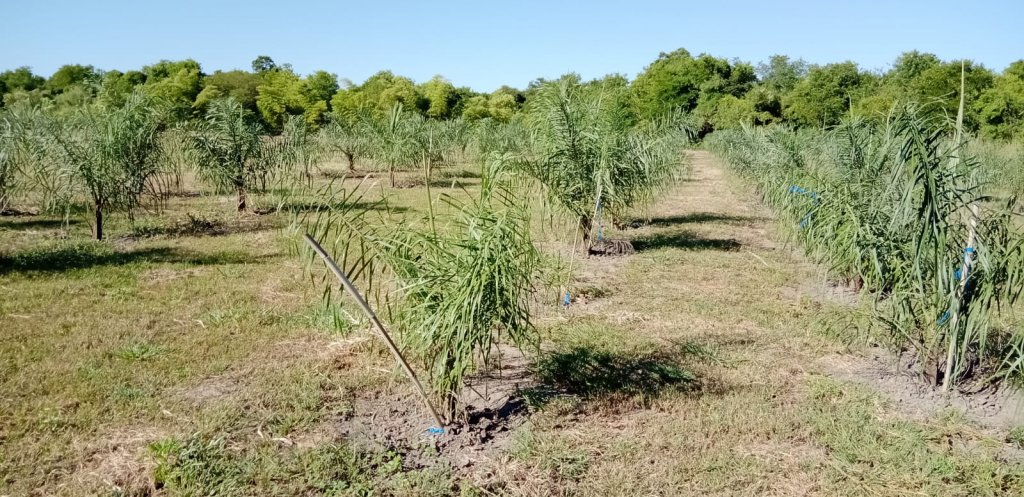 SLT_Divulgacion's tweet photo. EL PAPEL DE LOS #BIOCOMBUSTIBLES EN EL MUNDO QUE SE VIENE
Cambios en la Ley hoy limitan el corte de diésel con #biodiésel
🌎https://t.co/5rWZsAgyGK
#UBA #FAUBA #SLT #aceite #Acrocomia #biodiesel #bioenergía #bioetanol #biojet #combustibles #cultivos #energía @Patricio_Quinos https://t.co/kKltrHWV2U