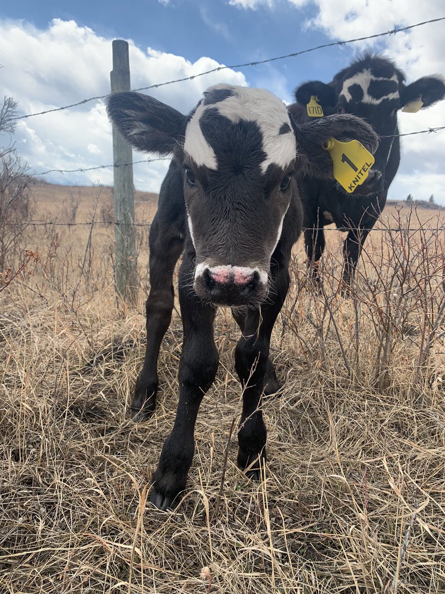 First of the season, which is fitting this Easter weekend! Now if moisture could replenish the land…. #sustainableagriculture #sustainablegrasslands #feedingtheworld #entrepreneurs