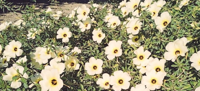 MittyOta1's tweet photo. #photography #aesthetic #flower https://t.co/EyvnP8hzBJ