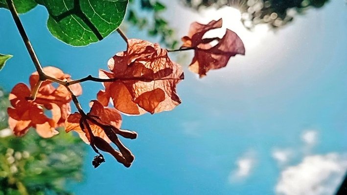 MittyOta1's tweet photo. #photography #flower #sky https://t.co/LGs8wPtVsc