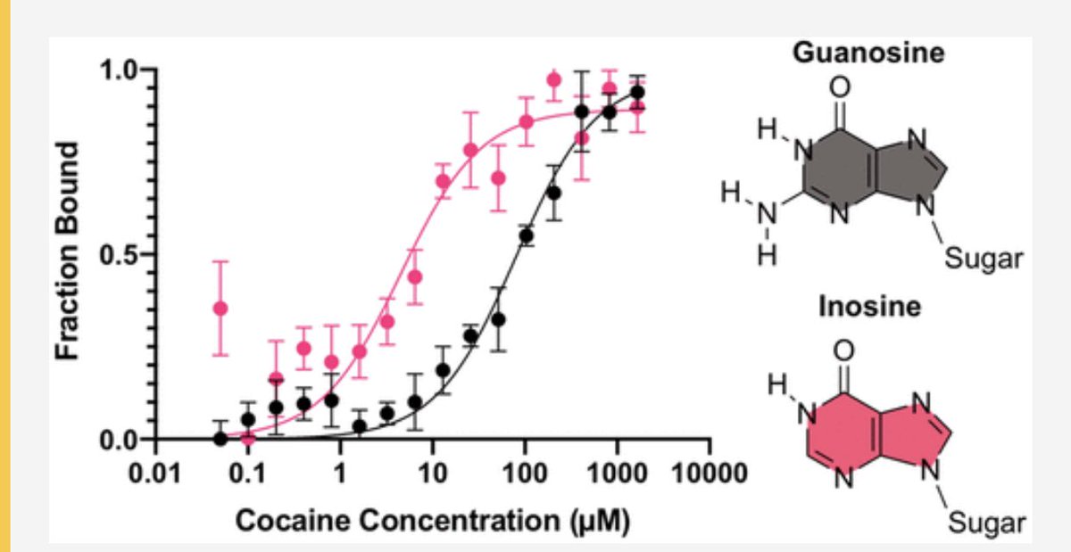Check out our new paper Modulating Aptamer Affinities and Specificities by Guanosine-to-Inosine Substitutions by @brea_manuel3 , <a href="/_luvce/">Sierra</a> , and Dr. <a href="/aimeesanford19/">Aimee Sanford, PhD</a> in <a href="/an_chem/">ACS Analytical Chemistry Journals</a>! pubs.acs.org/doi/full/10.10…