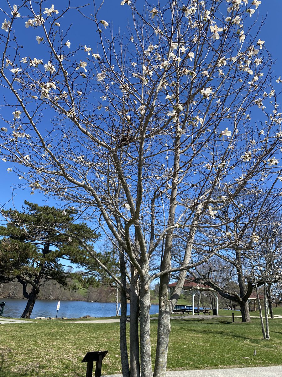 happygolfwidow's tweet image. Beautiful morning. Signs of life. :-) #springinmystep