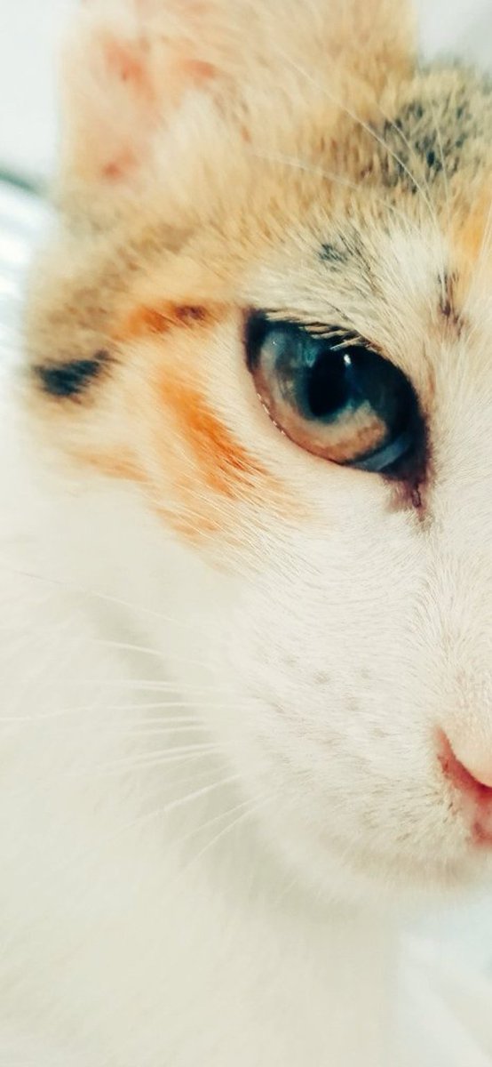 MittyOta1's tweet photo. #photography #eye #cat https://t.co/M6SHQUzaQY