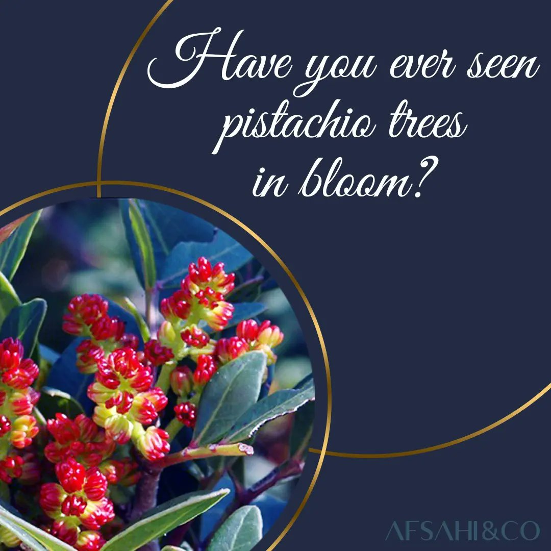 AFSAHICO's tweet image. Have you ever seen pistachio blossoms?

Do you see these beautiful female pistachio flowers? They will grow and become the luxurious and nutritious nuts we all love: Pistachios!

#pistachios

#spring

#aprilhascome

#blossoms

#afsahiandco

#afsahico