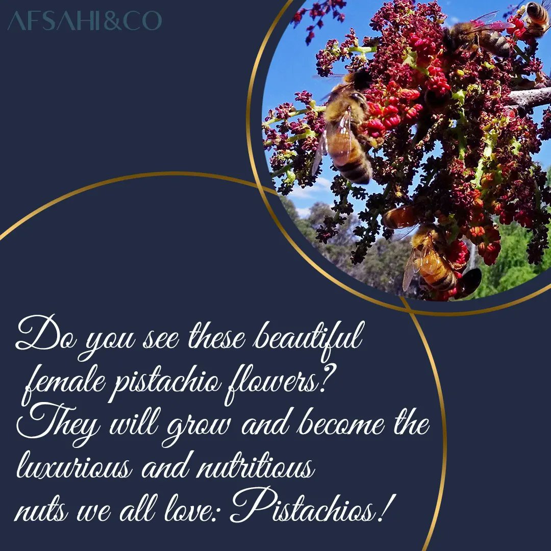 AFSAHICO's tweet image. Have you ever seen pistachio blossoms?

Do you see these beautiful female pistachio flowers? They will grow and become the luxurious and nutritious nuts we all love: Pistachios!

#pistachios

#spring

#aprilhascome

#blossoms

#afsahiandco

#afsahico
