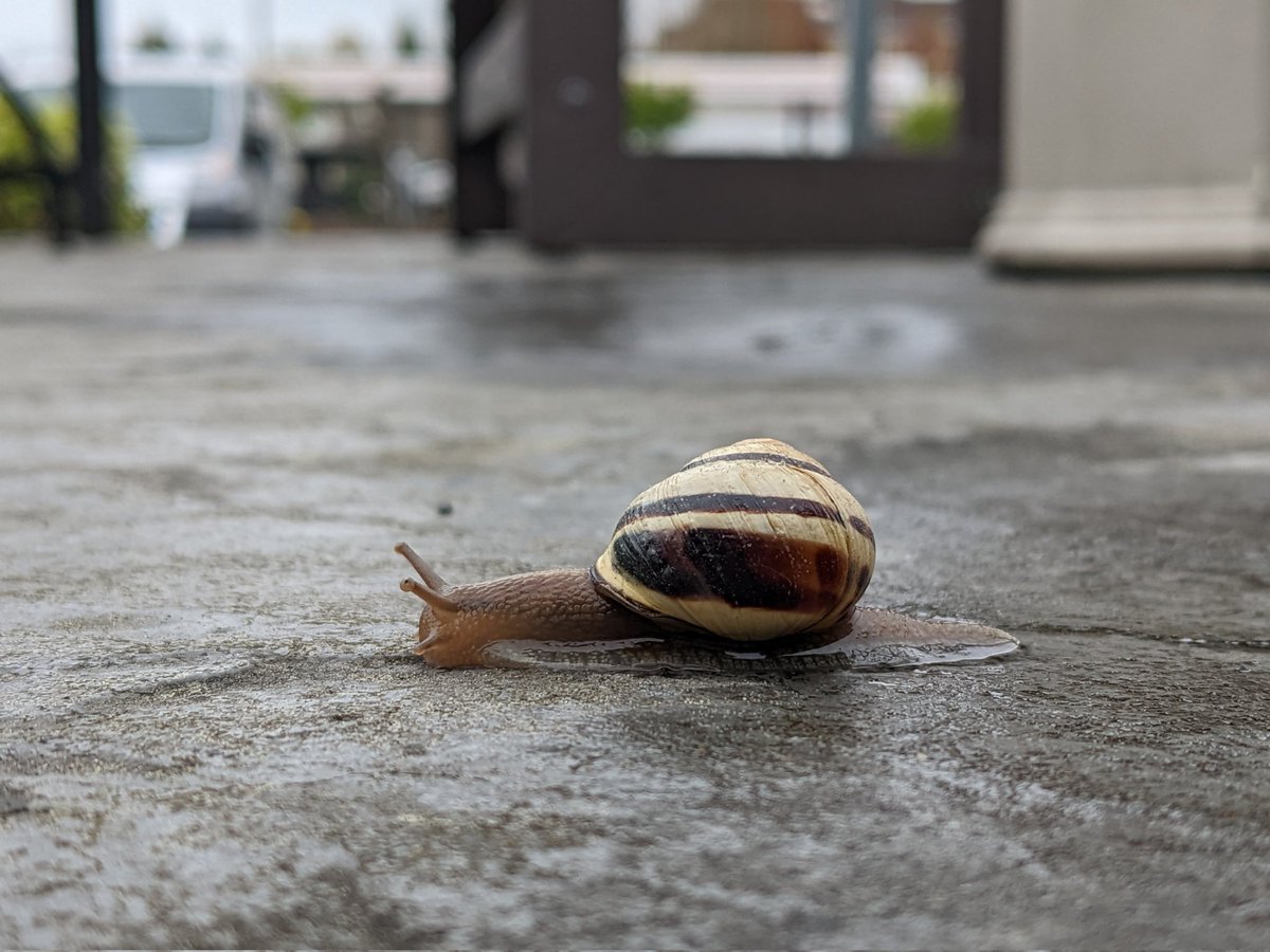 FishSamyu's tweet photo. Found a little guy on the road. GM everyone 😁

#photographer #photography #goodmorning https://t.co/dqdhR1qQmu