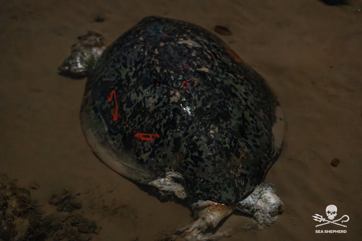 SeaShepherdFran's tweet photo. Braconnage de tortues : les découvertes macabres à Mayotte s'enchaînent.

Nos équipes enchainent les patrouilles sur différentes plages de Mayotte depuis début avril, sur Petite et Grande Terre. https://t.co/DOQdaf1TKX