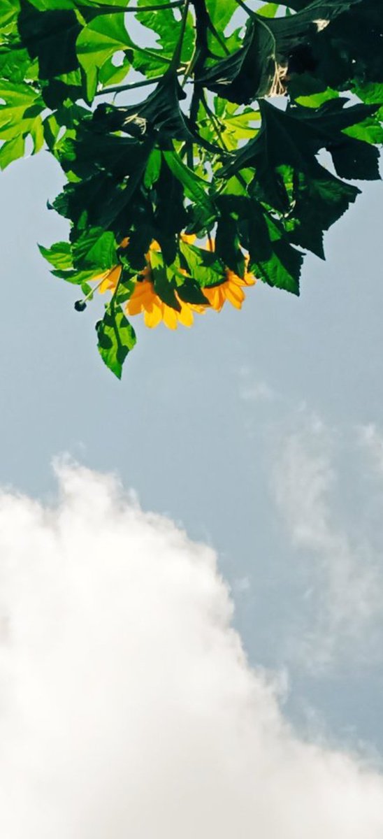 MittyOta1's tweet photo. #flower #sunflower #sky #photography #cloud #aesthetic https://t.co/TGDVGMdckP