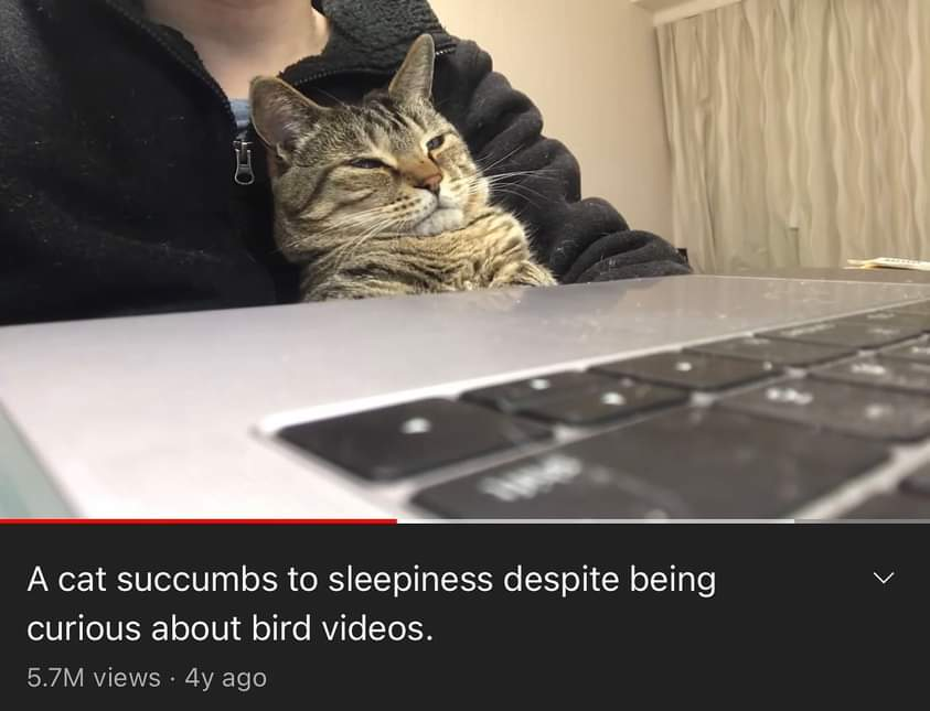 WholesomeMeme's tweet photo. https://t.co/qHMYKaaKqT