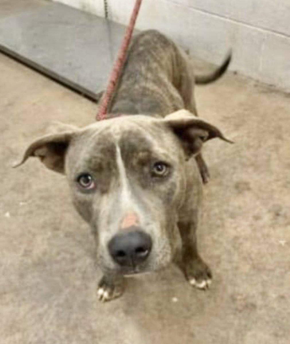 Susie Davis tweet media