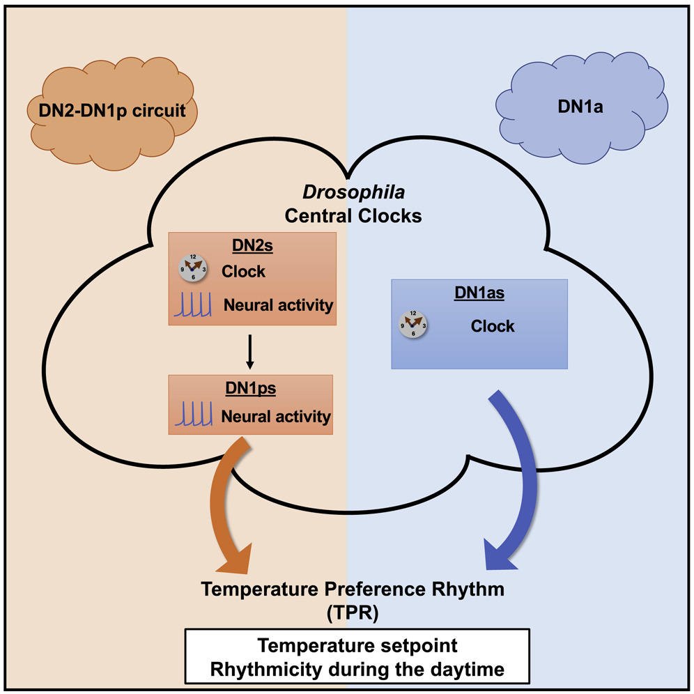 SRBR_Outreach's tweet photo. Dorsal #clock networks drive temperature preference #rhythms in Drosophila (https://t.co/dwCTEFtZ2o) @CellReports #flyclock #circadian https://t.co/ryq6g0jLyt