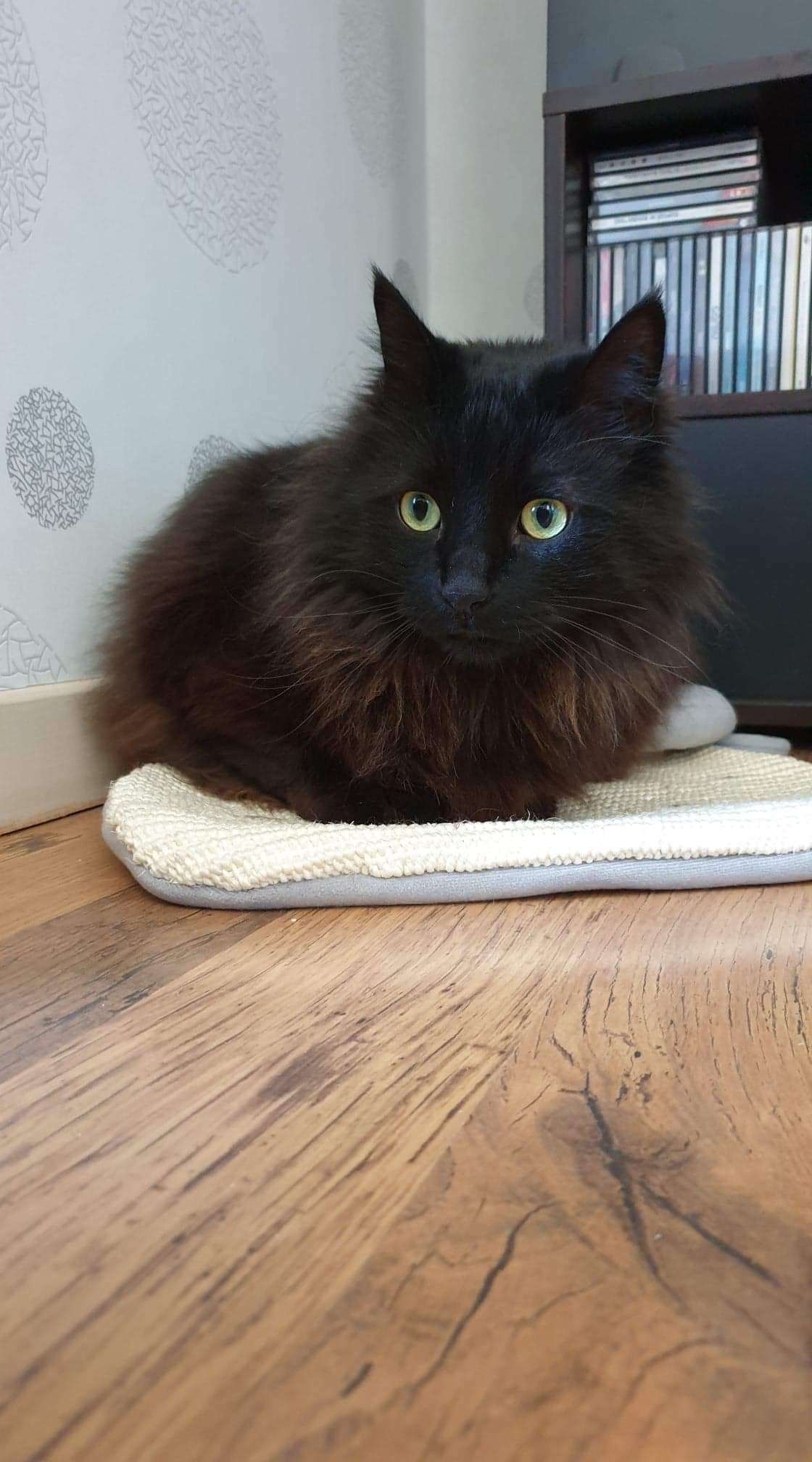 Peta France Les Chats Noirs Sont Moins Susceptibles D Etre Adoptes Dans Les Refuges Rt Si Vous Savez Que Les Chats Noirs Sont Merveilleux T Co Bmkejyrgts Twitter