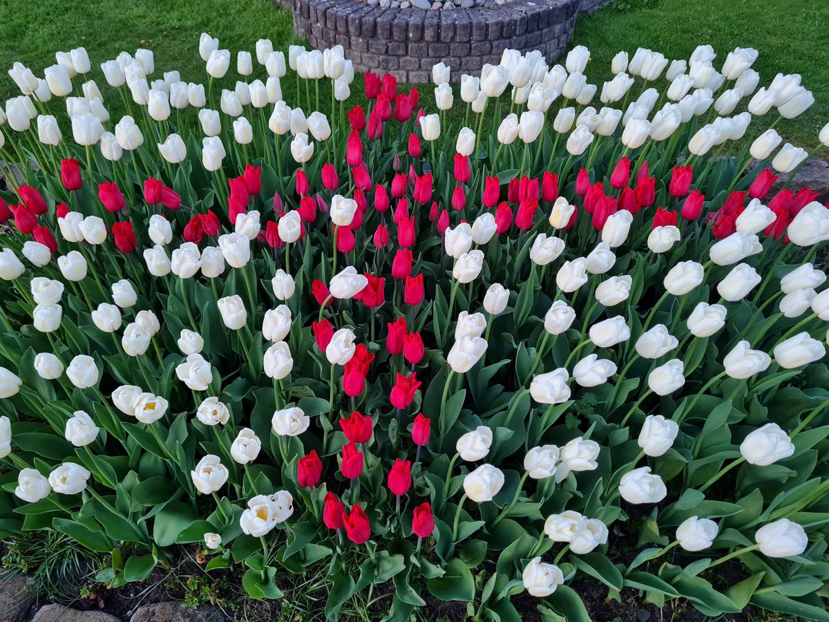 Staining in Bloom tweet media