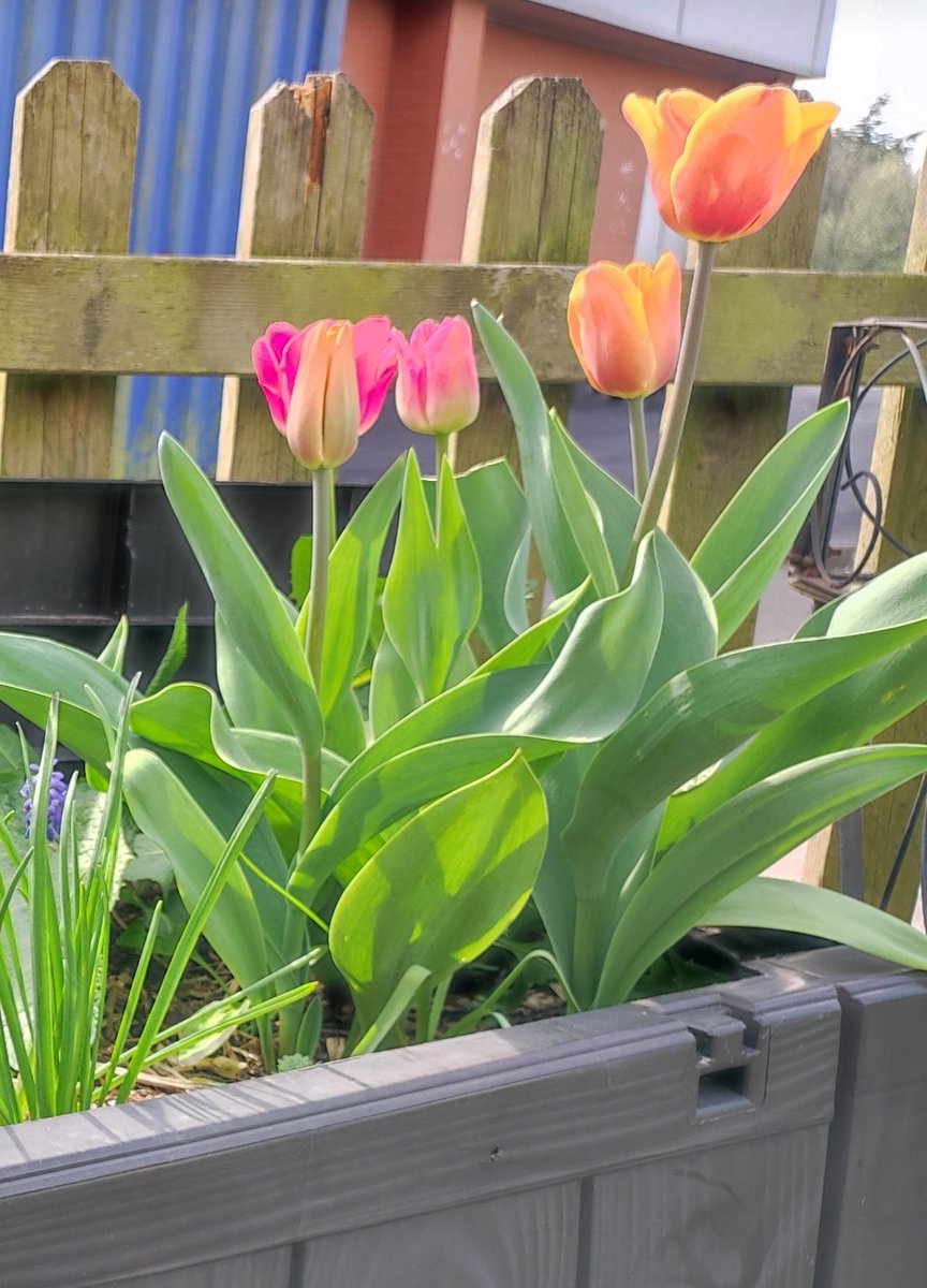 ManchesterAcad3's tweet photo. Hopefully these beautiful colours will cheer everyone up on their first day back in school tmw #tulips #gardening @gardenorganicuk @rekha181 @phdodd @RHSSchools @schoolgardens @School_Garden https://t.co/1JRQ0JVIDx