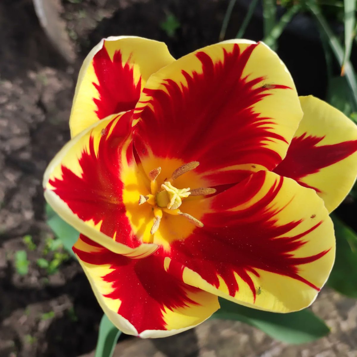 ManchesterAcad3's tweet photo. Hopefully these beautiful colours will cheer everyone up on their first day back in school tmw #tulips #gardening @gardenorganicuk @rekha181 @phdodd @RHSSchools @schoolgardens @School_Garden https://t.co/1JRQ0JVIDx