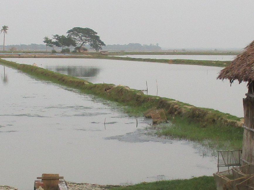Bangladesh shrimp exporters and producers call for commercial farming of vannamei shrimp aquaasiapac.com/?p=11550