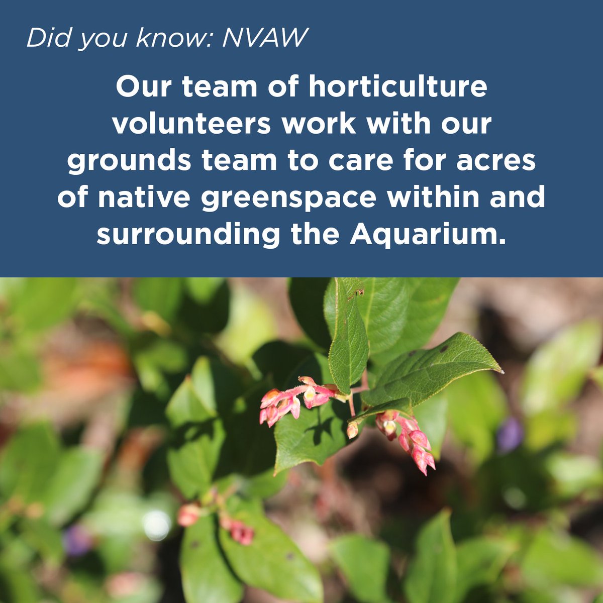 orcoastaquarium's tweet image. OCAq's horticulture volunteers care for acres of native flora within and surrounding the Aquarium. During your next visit, take time to stop and smell the flowers--they were likely planted by a volunteer! #NationalVolunteerAppreciationWeek #themoreyouknowthemoreyougrow