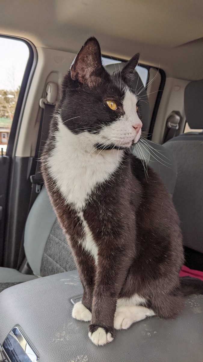 YourOtherMom's tweet photo. #RoadCat https://t.co/r8aAtwnH9x