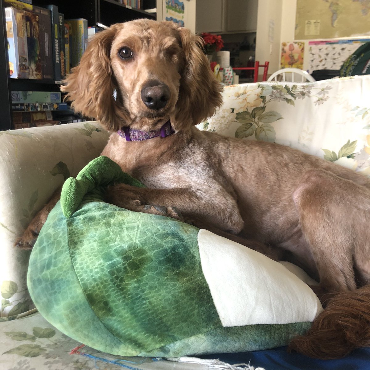 zephsomething's tweet photo. Jester believes this squishy Dino I got for Easter from my mum is actually for both of us, lol 
#dog #dogs #labradoodle #labradoodles #stillwaterslabradoodles https://t.co/Zs0eV7zUkr