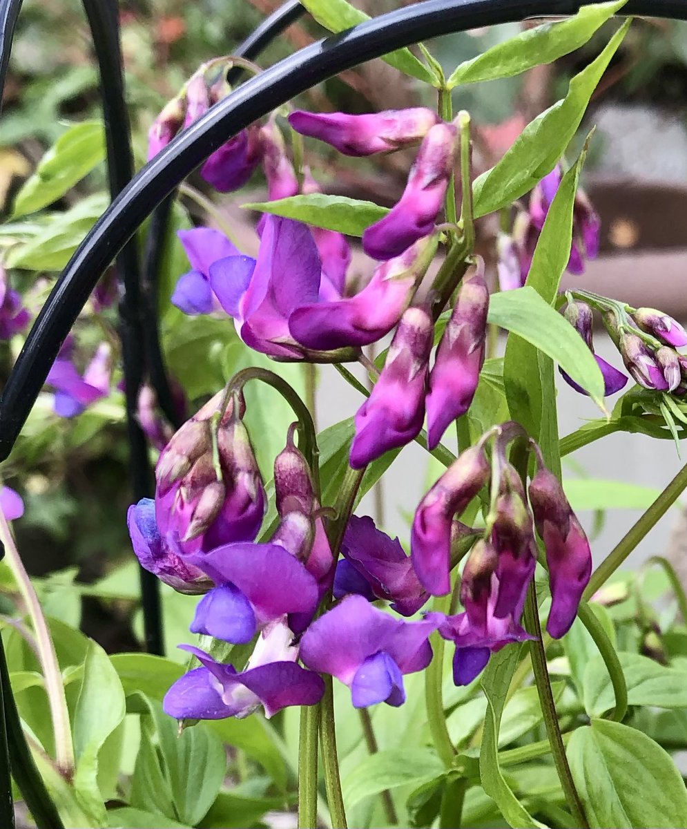 My first ever Spring Pea, the loveliest delicate little sweet pea <a href="/GardensHour/">GardensHour</a>