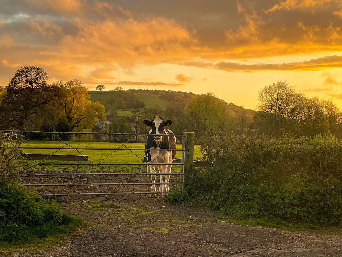 Eleanorvet's tweet photo. Never thought Iβd love my career as much as I do again now ππ»
Driving back from treating a colic with scenes like this π
#colyton #devon #equicall #cvs #WorkLifeBalance #equinevet #oncall #devonlife #vetlife https://t.co/eszn45mYJW