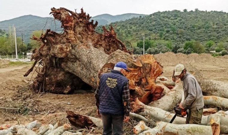 nihatsirdar's tweet photo. Adı bile olan (Orthosia), yüzlerce yıl gölgesinde ağırladığı insanların torunları tarafından Aydın-Denizli otoyolu için  kesilen çınar ağacına bakarken insanlığından utananların programı #NihatlaMuhabbet @kafaradyo da başlıyor.
Günaydın...

https://t.co/ENiLlLQ67t
Digiturk 408 https://t.co/7nSqtwY2vt