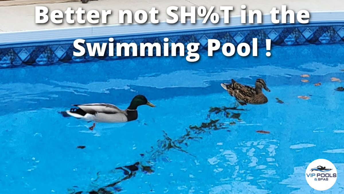 vippoolsandspas's tweet photo. Ducks in a Swimming Pool ?   #ducksinpool https://t.co/nSF6Ap3TJH