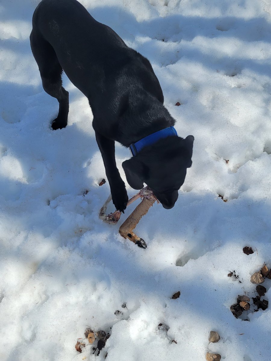 Duke finds a different prize everyday it seems, something got a few deer overwinter <a href="/athagolf/">Athabasca Golf Club</a>  <a href="/DogsOfTurf/">Dogs Of Turf</a>